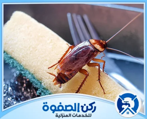 مكافحة صراصير المطبخ في دبي مكافحة صراصير المطبخ في دبي