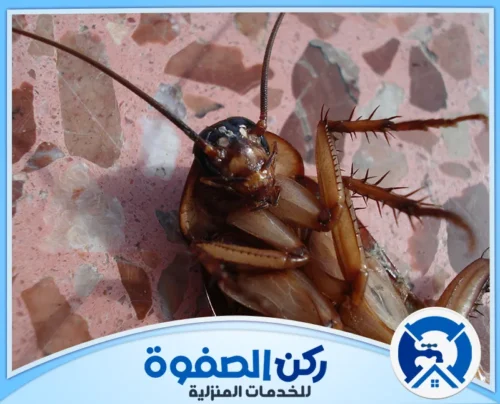 مكافحة الصراصير المنزلية في الفجيرة مكافحة الصراصير المنزلية في الفجيرة