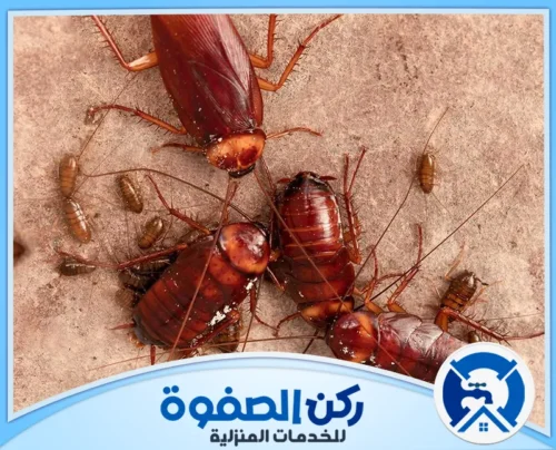 اسعار شركة مكافحة الصراصير في الامارات اسعار شركة مكافحة الصراصير في الامارات